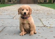 Seguro Obligatorio para Perros