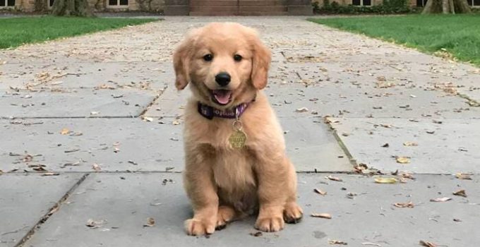 Seguro Obligatorio para Perros